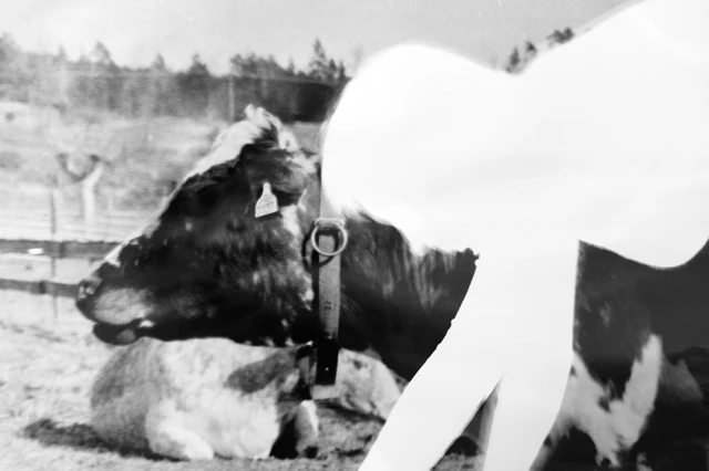 Elina Birkehag